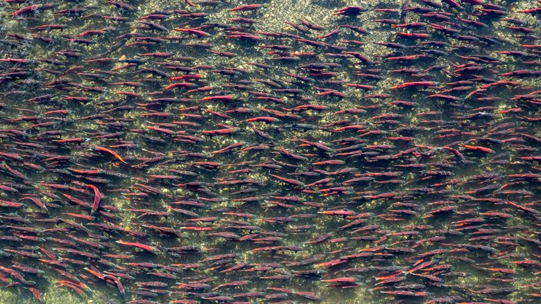 Sockeye salmon gather in Lake Nerka near the mouth of Sam Creek on July 22 in Wood-Tikchik State Park. Tens of thousands of salmon make their way through the lake to spawn and die in their home rivers. (Loren Holmes / Anchorage Daily News)