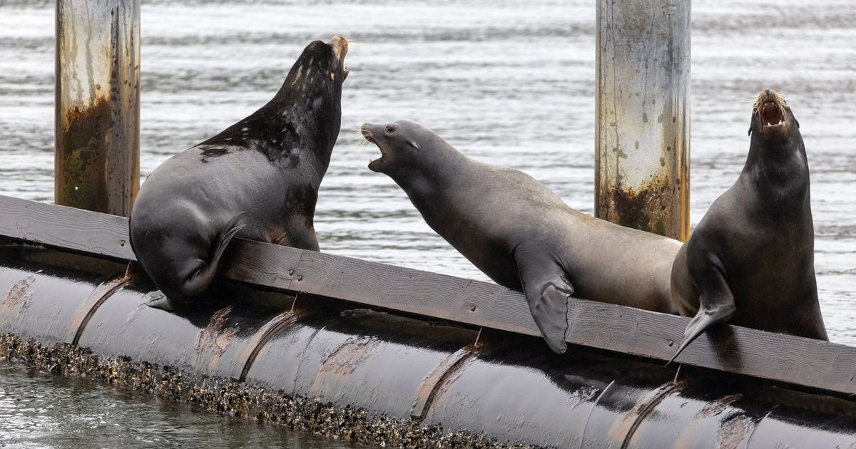 Today I realized I don't understand the anatomy of the Sea Lions