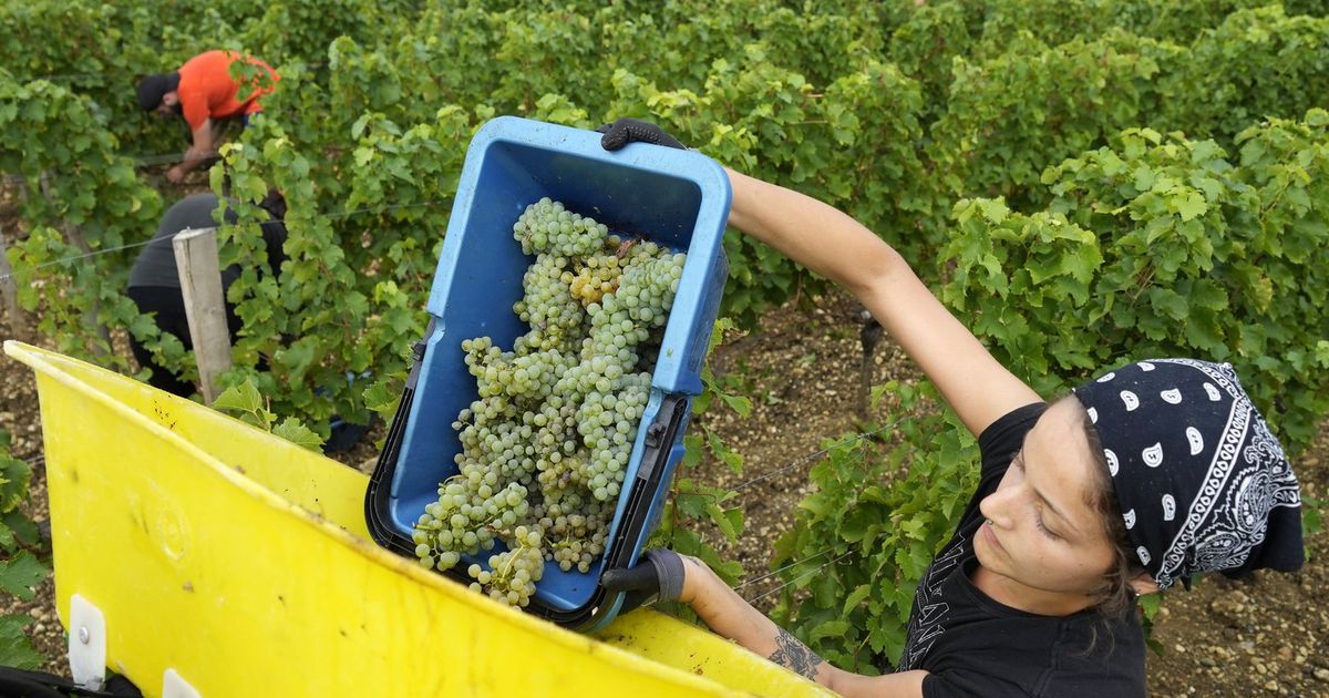 Drought Forces Earliest Harvest Ever In French Wine Country 