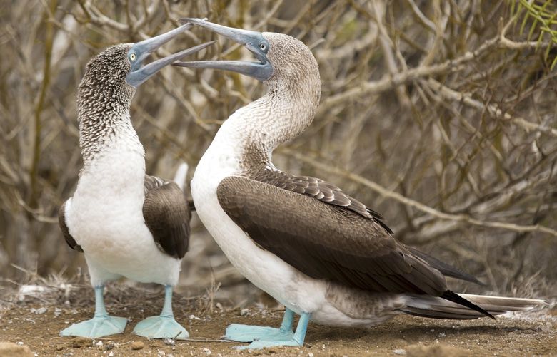 An undated photo provided by Yolanda Escobar shows blue-footed boobies in the Galápagos Islands. Organizing a responsible visit to sensitive areas like the Galápagos Islands or Antarctica involves research, decoding certifications and possibly a travel adviser. (Yolanda Escobar via The New York Times) — NO SALES; FOR EDITORIAL USE ONLY WITH NYT STORY SLUGGED SUSTAINABLE TRAVEL BY ELAINE GLUSAC FOR AUG. 27, 2022. ALL OTHER USE PROHIBITED — XNYT108 XNYT108