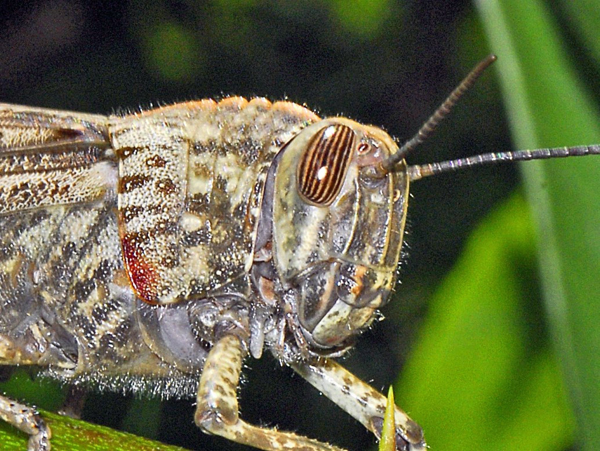 Have you seen this gigantic grasshopper Sighting confirmed in