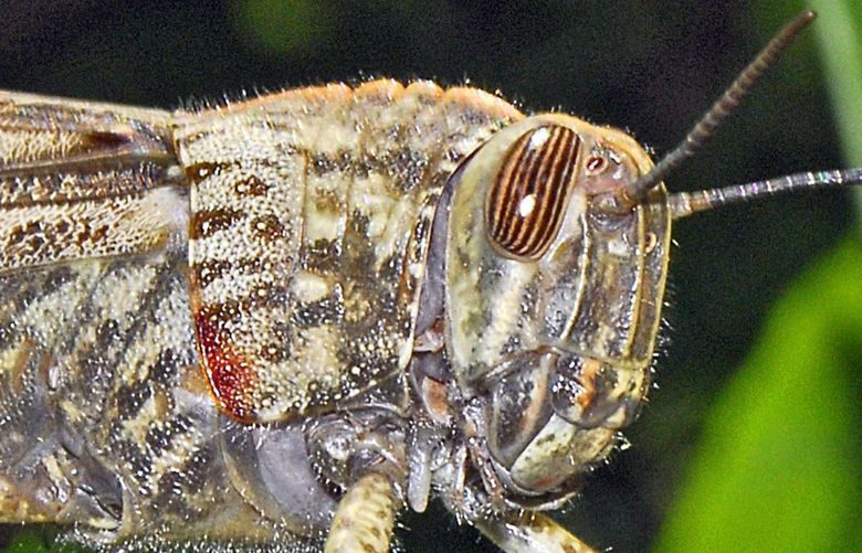 Egyptian grasshoppers have striped eyes. (Hectonichus, CC BY-SA 4.0 via Wikimedia Commons / Washington State Department of Agriculture)