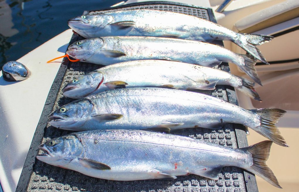 Wind Knot Salmon Guides, Salmon Fishing Seattle, Seattle Fishing Charter, Puget Sound Fishing
