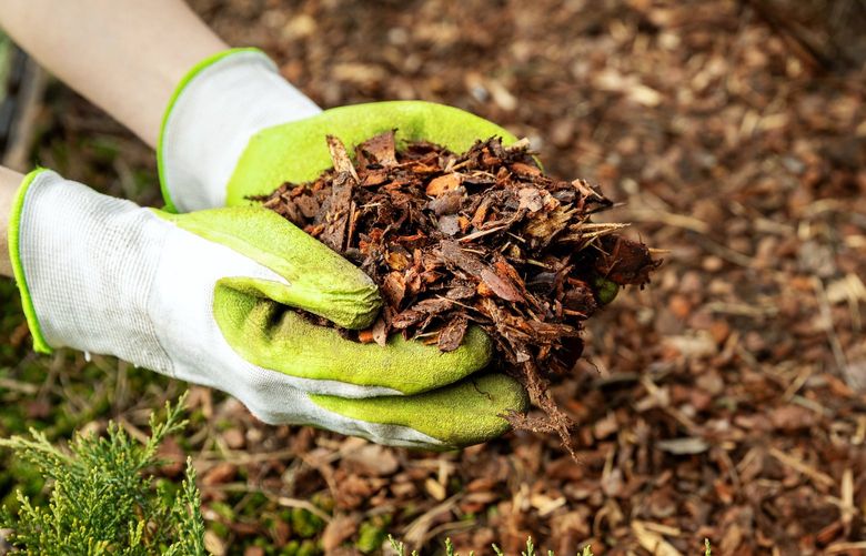 A good coarse mulch contains a mix of large and small pieces of wood that will break down over time. Credit: Dreamstime.com