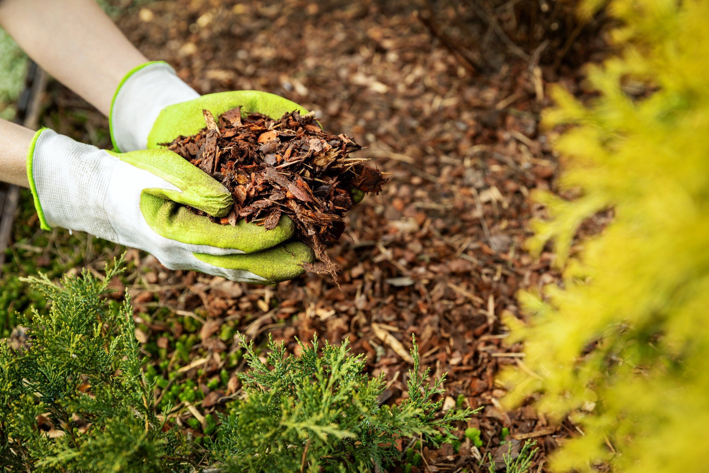 Image of Wood chips fine mulch free to use