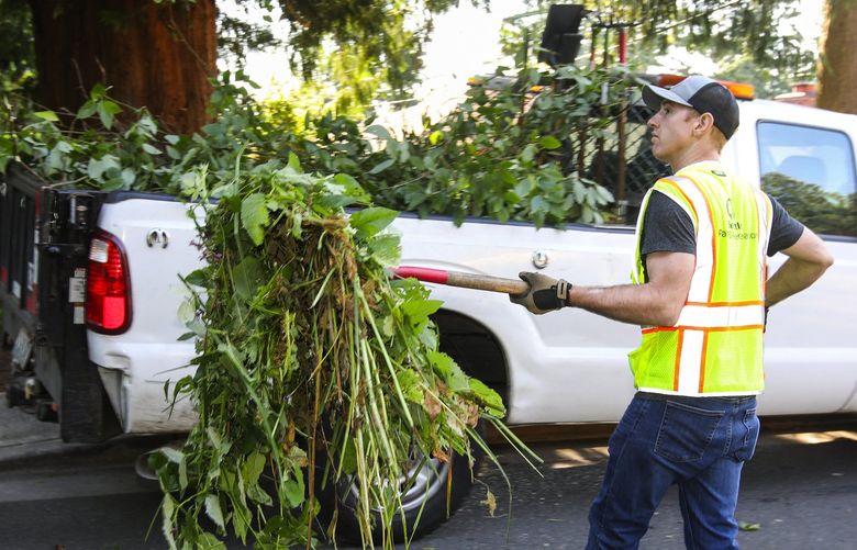 Will L., a member of Seattle’s Conservation Corps, works on clearing a streetside bioswale Thursday, July 28, 2022 in Seattle’s Pinehurst area.