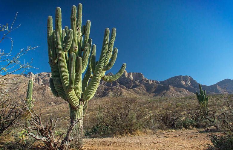 A massive saguaro cactus stood for 200 years in Arizona’s Catalina State Park until it collapsed after fierce monsoons. MUST CREDIT: Arizona State Parks
