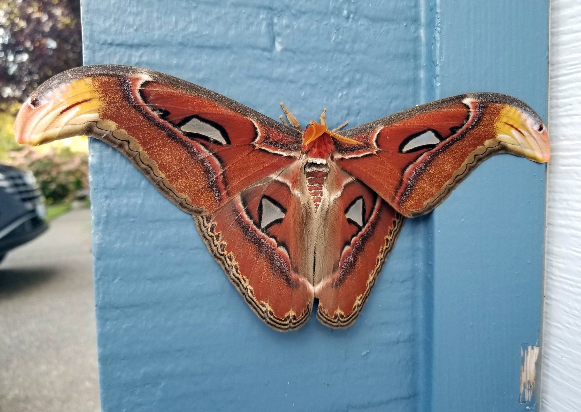 Atlas Moth popular