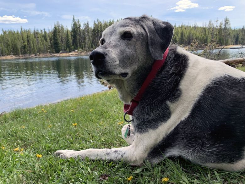 Penelope sits by a lake inside Yellowstone National Park on June 1, 2021. (Luis Carrasco)