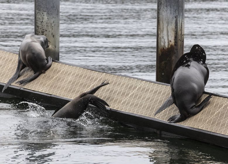 Putting the 'See' in Sea Lions - ReVision