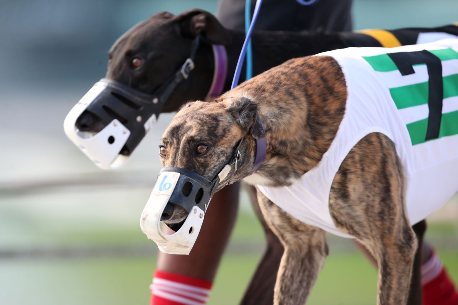 is dog racing done in florida