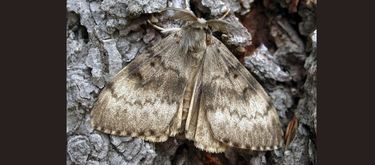 Gypsy moth sprays proposed in Kitsap