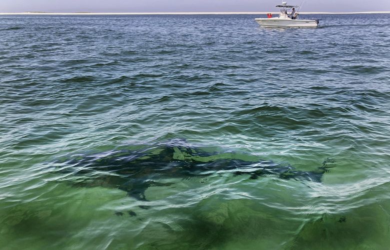 FILE – A shark is seen swimming across a sand bar on Aug. 13, 2021, from a shark watch with Dragonfly Sportfishing charters, off the Massachusetts’ coast of Cape Cod. Megan Winton, of the Atlantic White Shark Conservancy, said Wednesday, June 29, 2022, that July is when white sharks appear in earnest, with sightings peaking from August through October. (AP Photo/Phil Marcelo, File)