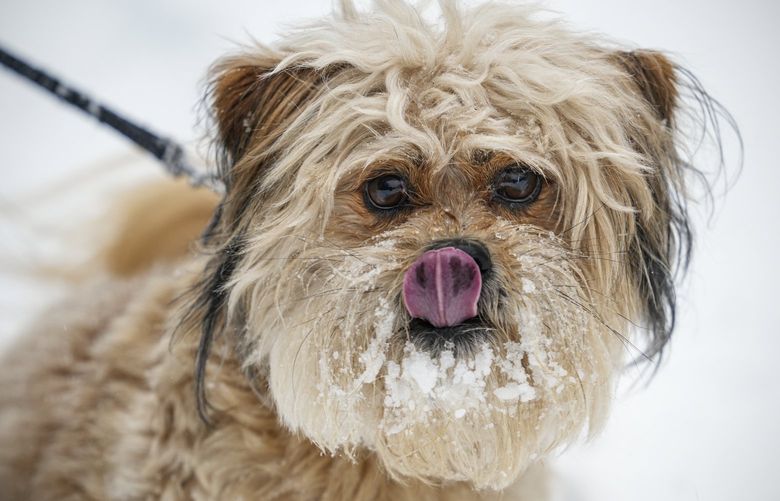 Winston, a dog owned by Paul Bossert, licks snow from his nose after racing around in the snow during a winter storm, Sunday, Jan. 16, 2022, in Morganton, N.C. The first snow storm of 2022 was very exciting for Winston as he raced through the snow ahead of its owner. (AP Photo/Kathy Kmonicek)