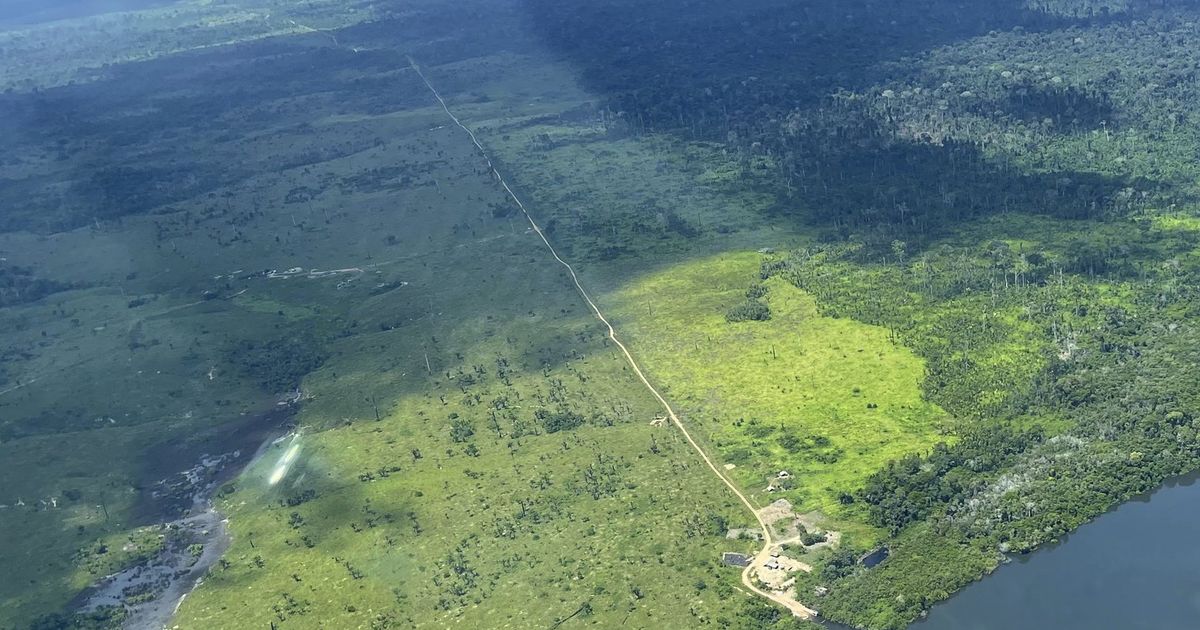 Crucial illegal road threatens Amazon rainforest | The Seattle Times