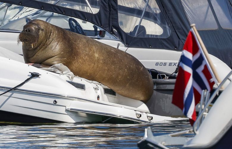Freya the walrus sitting on a boat in Frognerkilen in Oslo, Norway, Monday July 18, 2022. Authorities in Norway said Sunday, Aug. 14, 2022 they have euthanized a walrus that had drawn crowds of spectators in the Oslo Fjord after concluding that it posed a risk to humans. (Tor Erik SchrÃ¸der/NTB Scanpix via AP) LGK801 LGK801