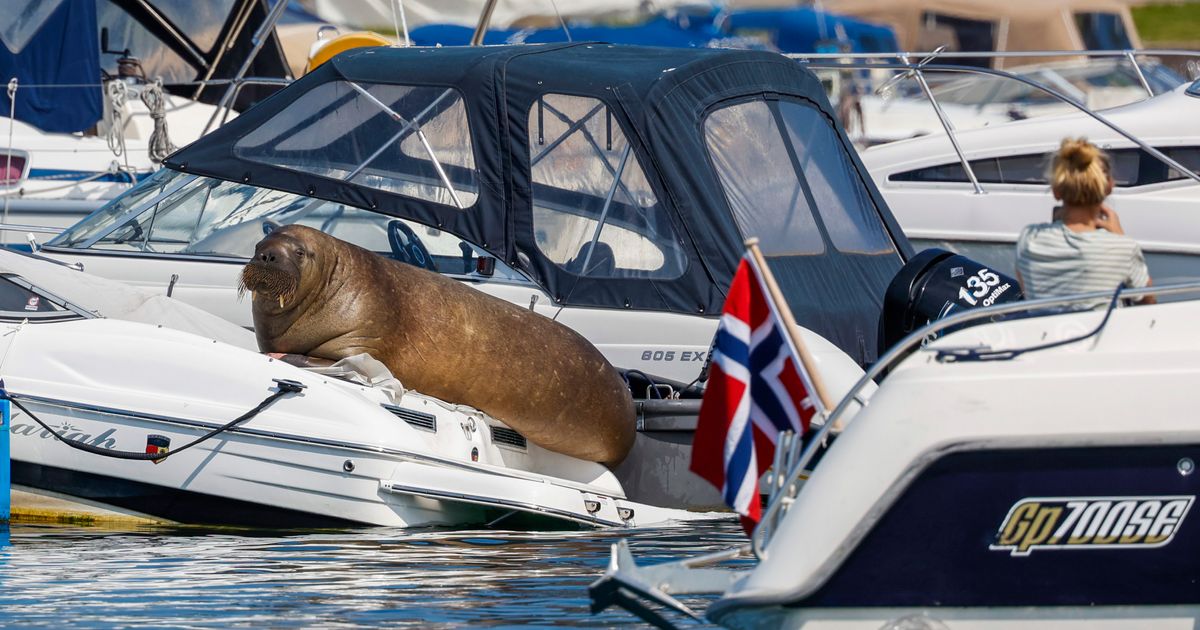 Norway puts down Freya the walrus that drew Oslo crowds Norway puts down Freya the walrus that drew Oslo crowds
