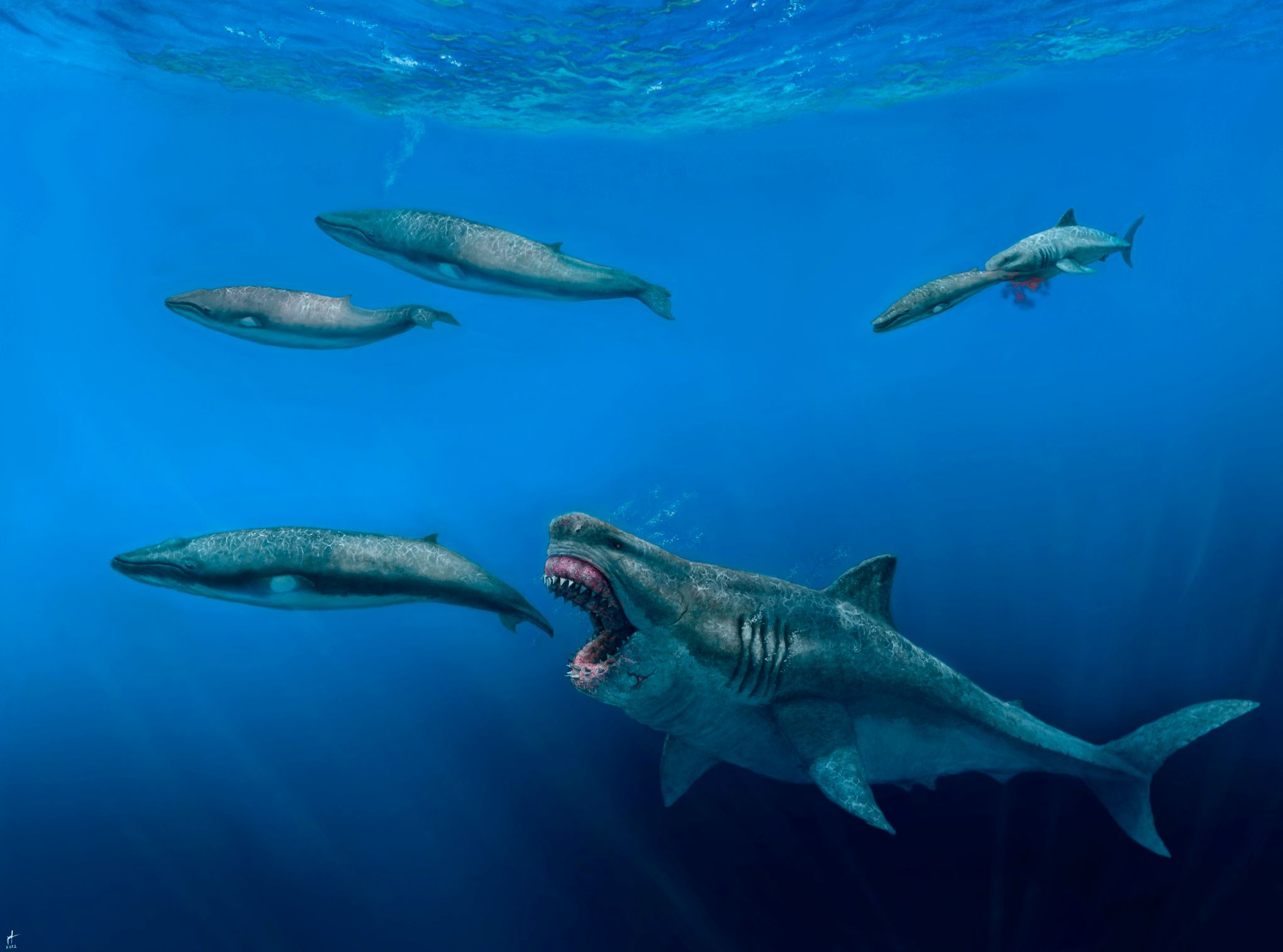Giant sharks once roamed the seas, feasting on huge meals | The Seattle  Times, image size:2040x1515