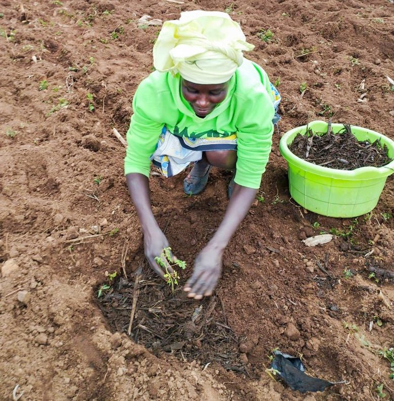 Kenya farmers plant trees that restore health to the soil — depleted, according to some, by a chemical-heavy approach pushed by the Bill & Melinda Gates Foundation-funded Alliance for a Green Revolution in Africa. (Courtesy of Celestine Otieno)