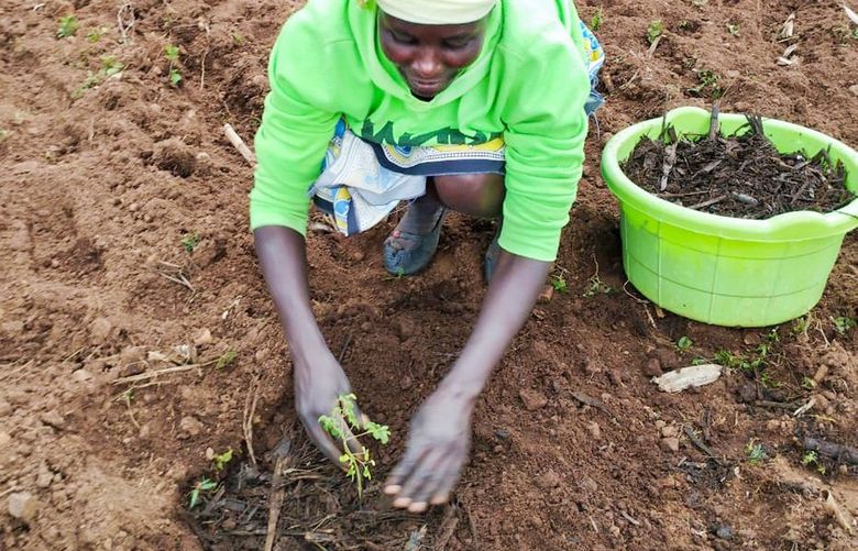 Kenya farmers plant trees that restore health to the soil – depleted, according to some, by a chemical-heavy approach pushed by the Gates-funded Alliance for a Green Revolution in Africa.