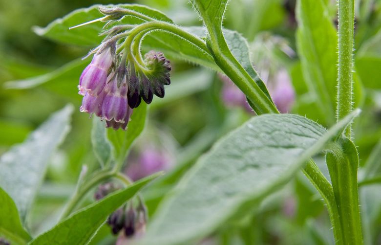 A persistent sturdy taproot helps comfrey, a nutrient-rich perennial herb, claim its place in the garden. Credit: Dreamstime.com