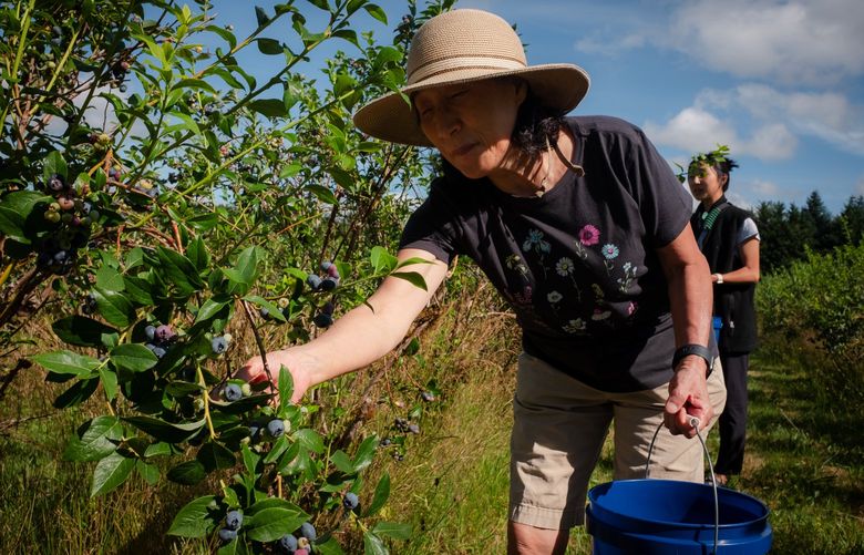 Eunshin Kwon, 65, of Bellevue picks blueberries at Bybee Farms in North Bend, WA on August 2, 2022 – the day after the farm announced it was open for visitors.
