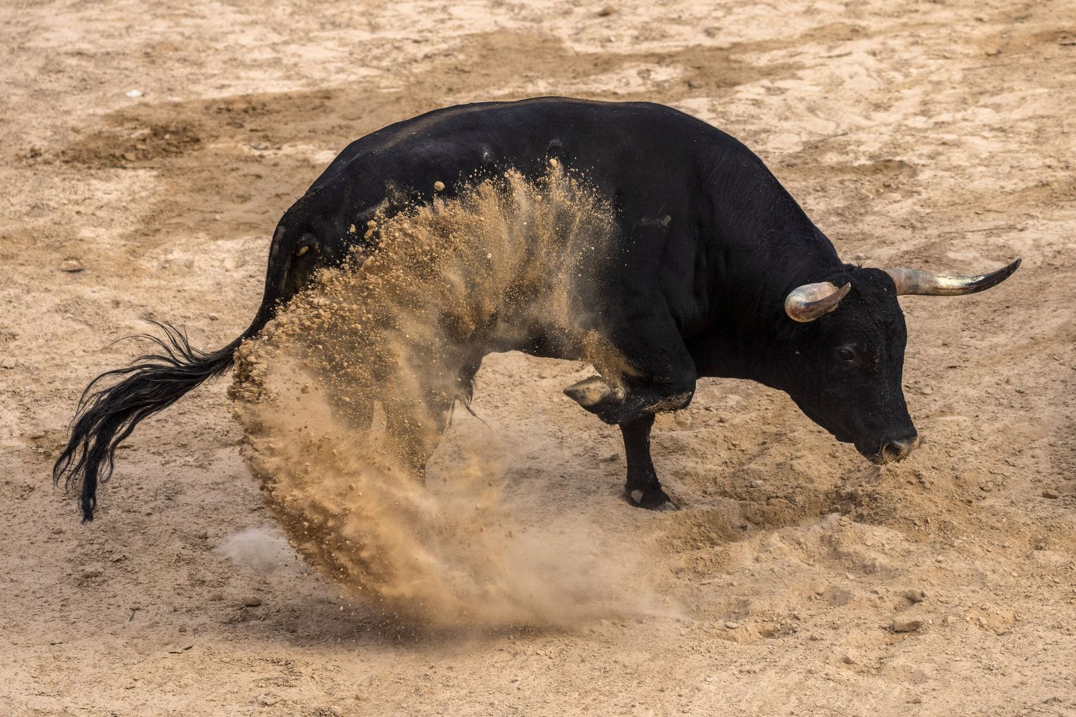 Spain's 'Run with the Bulls' festivals come under new scrutiny | The Seattle Times Spain's 'Run with the Bulls' festivals come under new scrutiny | The Seattle Times