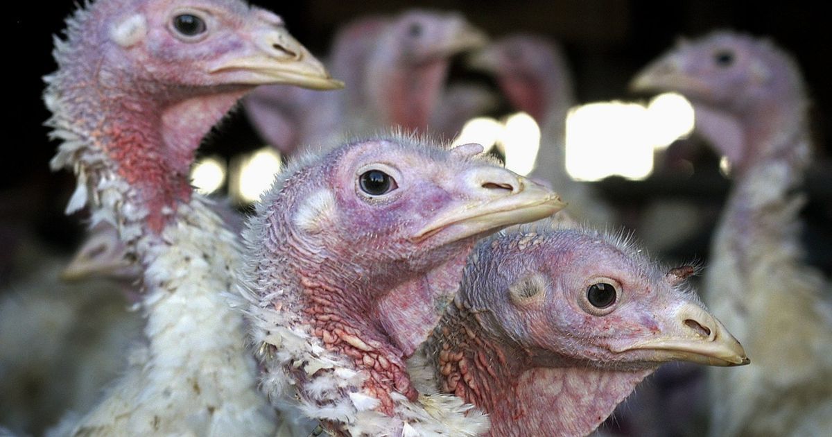 Bird flu forces egg farm to euthanize 3 million chickens The Seattle