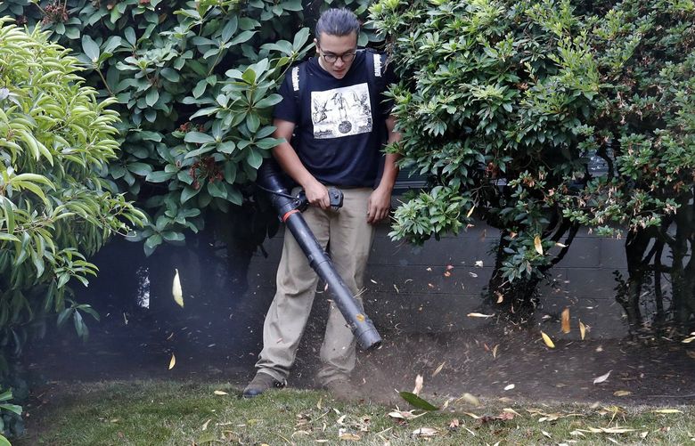 Evan Hartung, with Landcrafters, a Northeast Seattle landscaping company, uses both gas powered and electric blowers. He prefers the electric model because theyâ€šÃ„Ã´re quieter and way easier to start.
Heâ€šÃ„Ã´s using the gas powered model. 221350