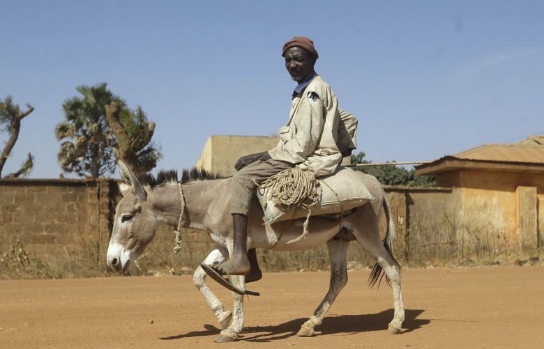 FILE- A man on a donkey moves past Government Science Secondary School where school children were kidnapped in Kankara, Nigeria, Wednesday, Dec. 16, 2020. Nigerian officials on Thursday, Sept. 8, 2022 say they have seized thousands of donkey penises that were about to be exported to Hong Kong. Sacks of the donkey male genitals were seized at the international airport in Lagos, Nigeriaâ€™s largest city. (AP Photo/Sunday Alamba, File) XSA101 XSA101