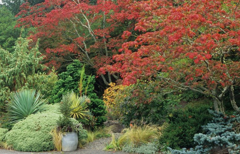 Two fern leaf full moon maples (Acer japonicum ‘Aconitifolium) add seasonal color to the woodland at the Elisabeth C. Miller Botanical Garden. Credit: Richie Steffen for GPP
