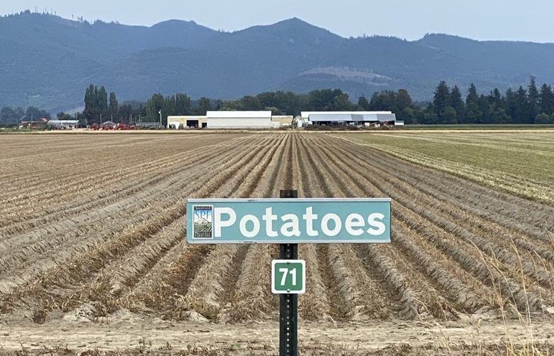 Potatoes are one of the staple crops in Skagit County, where more than 90 different crops are grown.