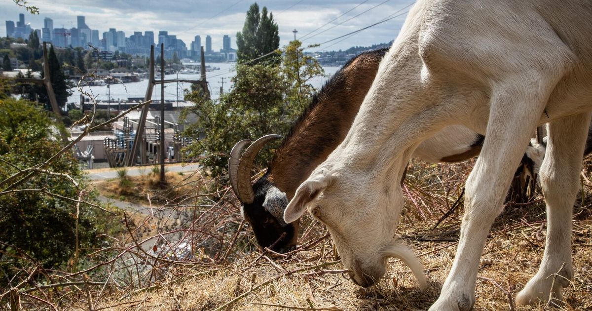 Washington tables urban goat decision