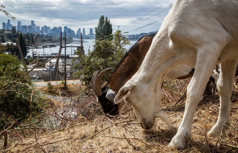 Goats clear vegetation under the Ship Canal Bridge for the Seattle Department of Transportation on Friday, Sept. 23, 2022. The 115 goats were hired through Rent-a-Ruminant and are supervised by their herder Tammy Dunakin.