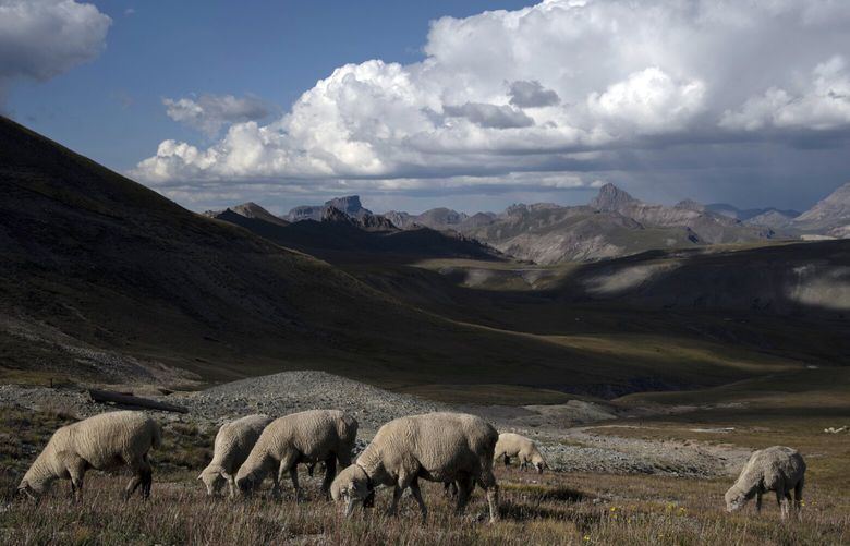 Sheep graze in a high altitude basin of the San Juan Mountains in western Colorado, Aug. 23, 2022. The American sheep industry depends on some 2,000 sheep herders with temporary visas, most of them from Peru, to do a grueling, solitary job that many Americans shun. (William Woody/The New York Times)