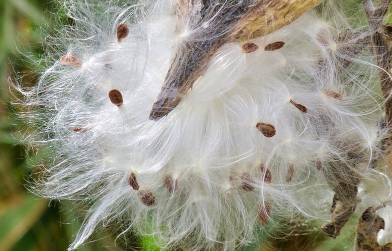 Milkweed seed ready to take flight on a breeze. Credit: Dreamstime.com