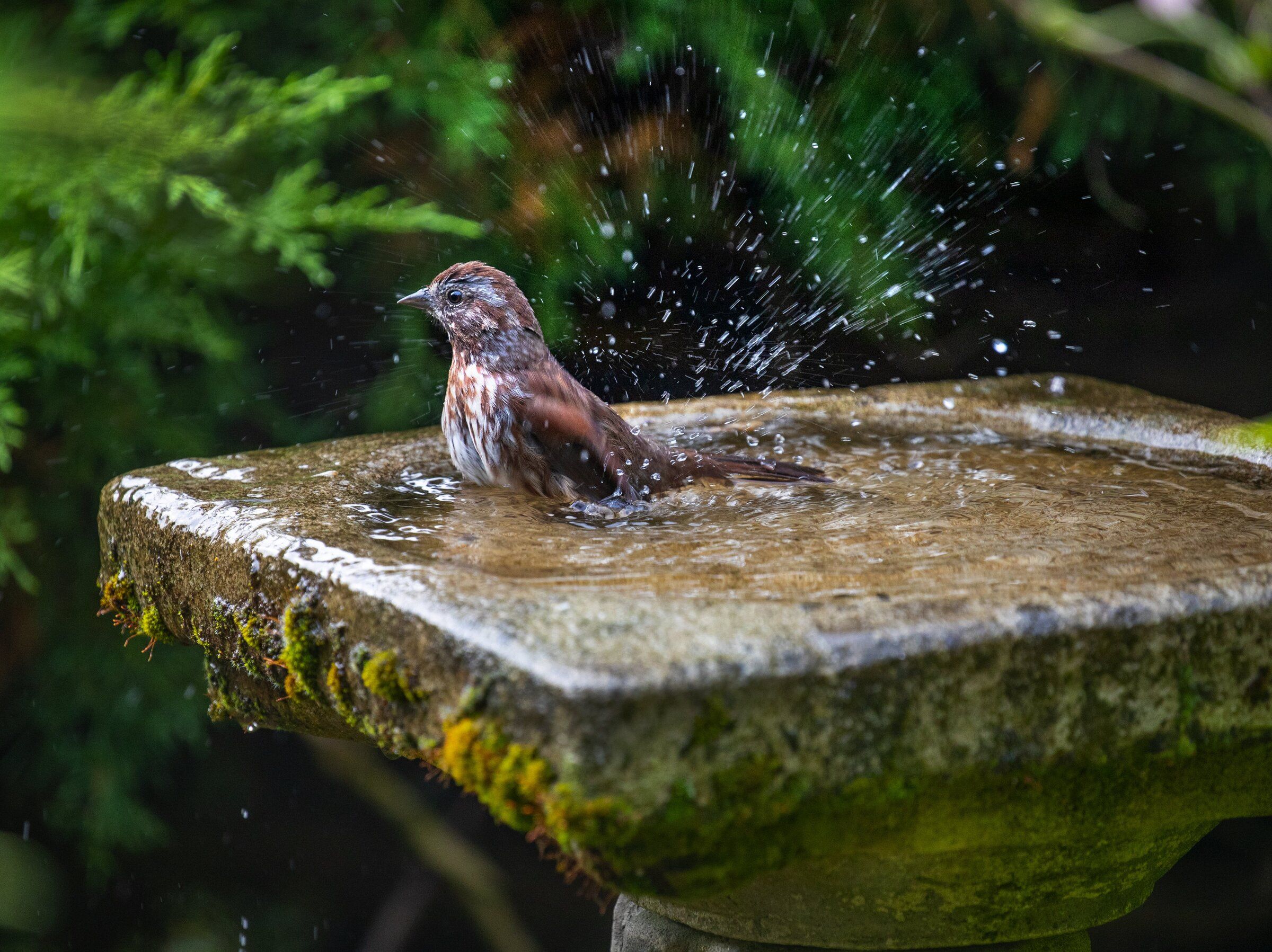 bird baths salt lake city