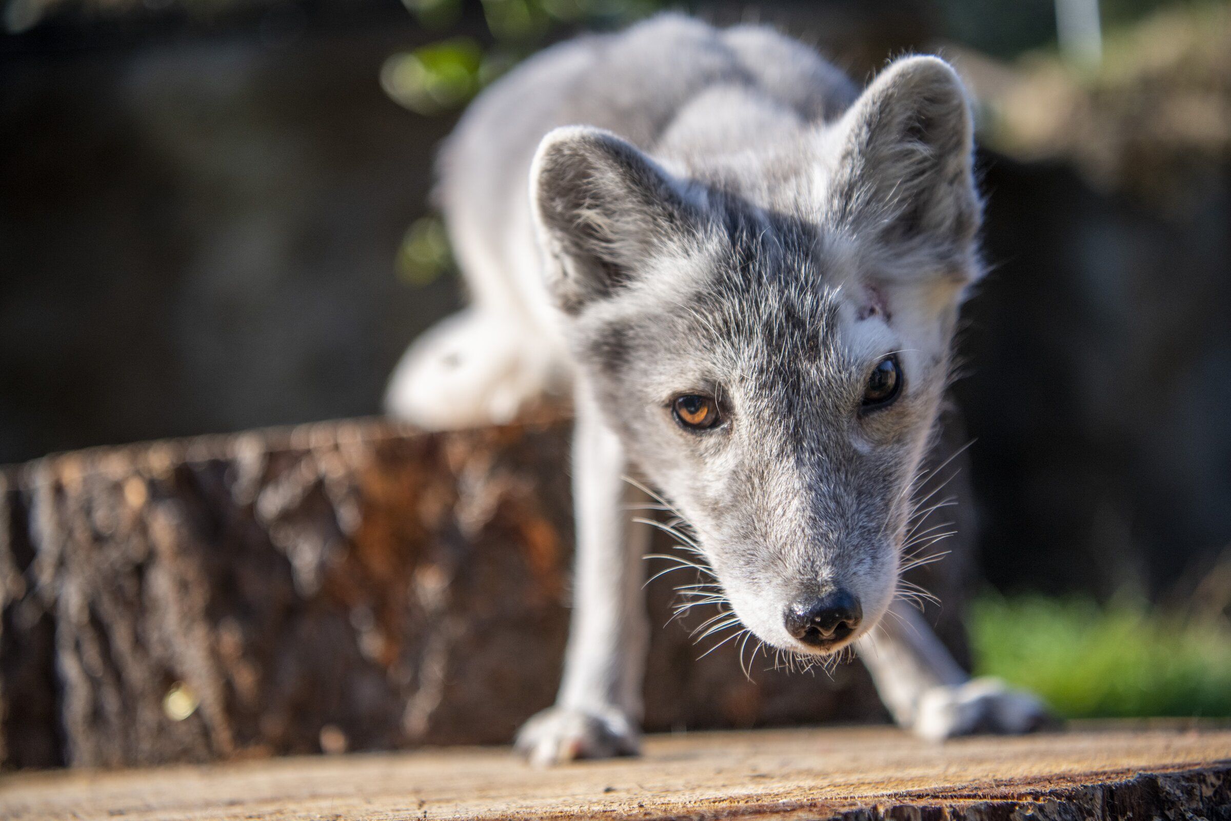 New Arctic fox at Point Defiance Zoo will melt your heart | The