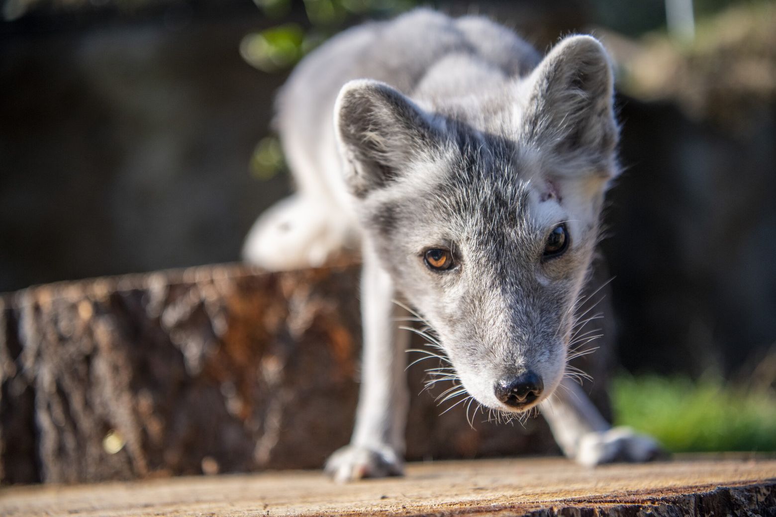 New Arctic fox at Point Defiance Zoo will melt your heart | The Seattle  Times