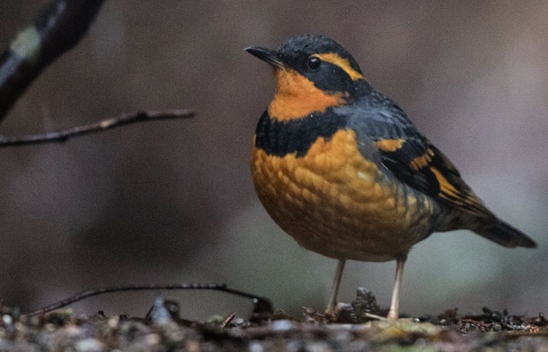 FILE: The varied thrush is one of the  many winter  birds that can be attracted with a back yard feeder. This thrush is feasting on seed in Maltby, Snohomish County last Friday during a lovely  winter  snow shower.