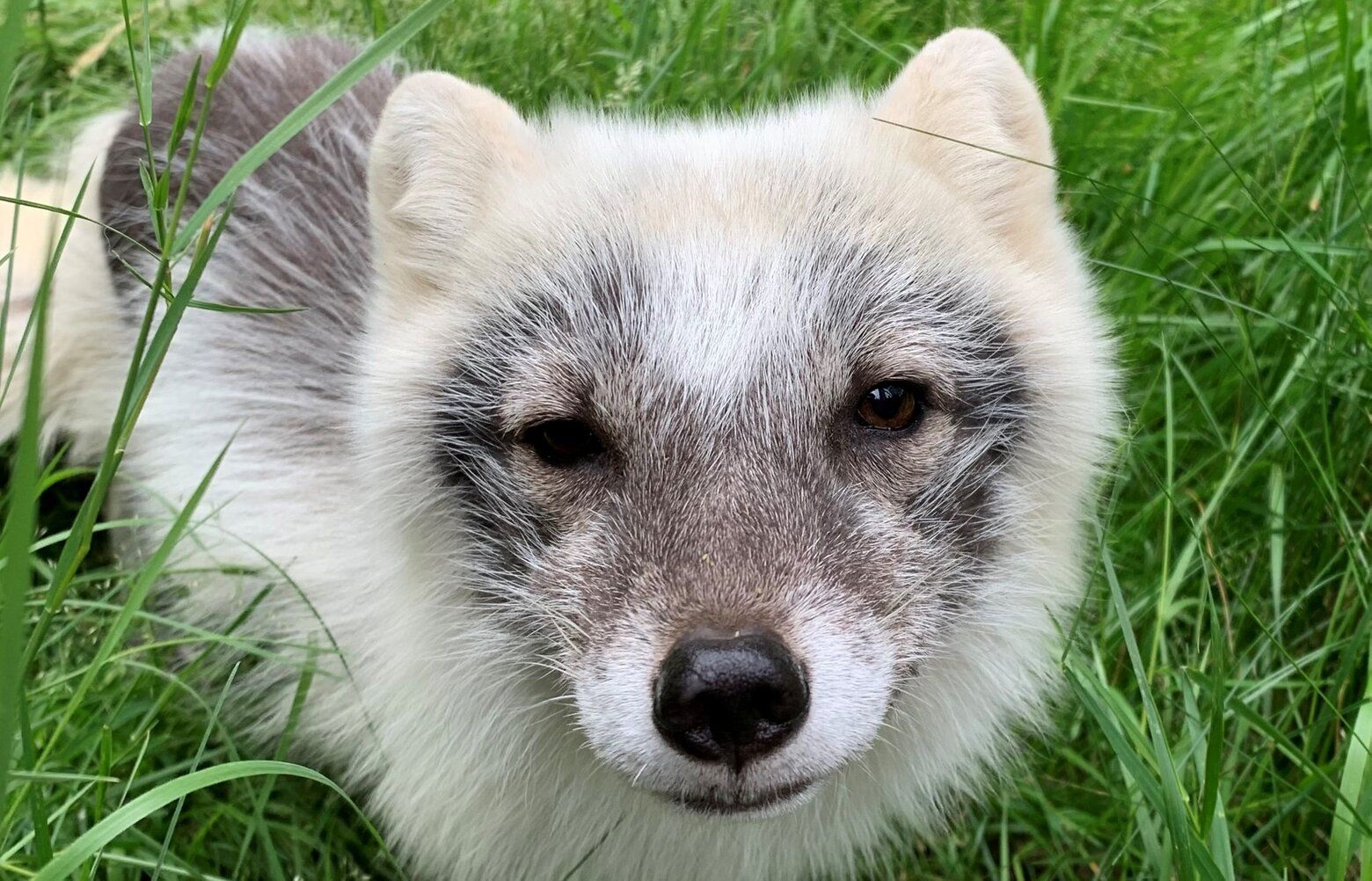 New Arctic fox at Point Defiance Zoo will melt your heart | The