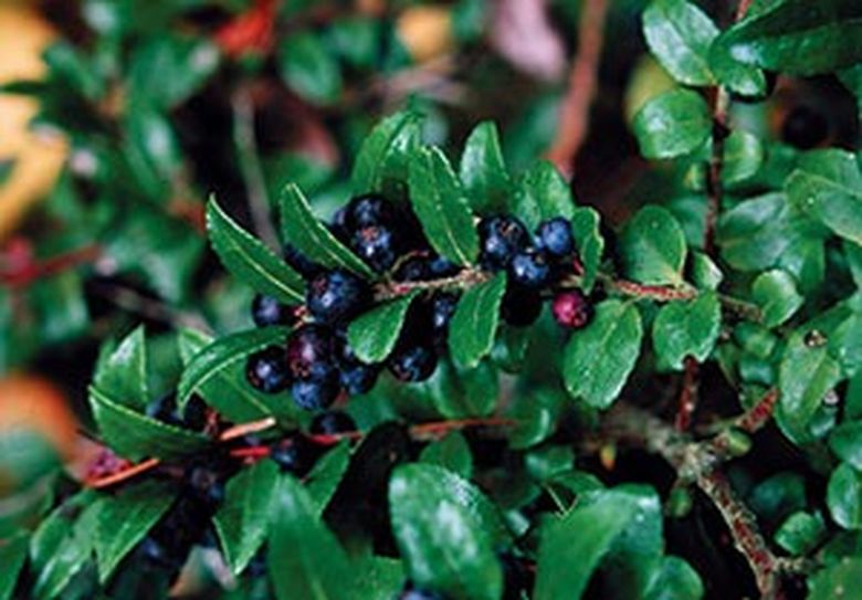 Snowy Laurel Red Berry Pick – The Prickly Pear
