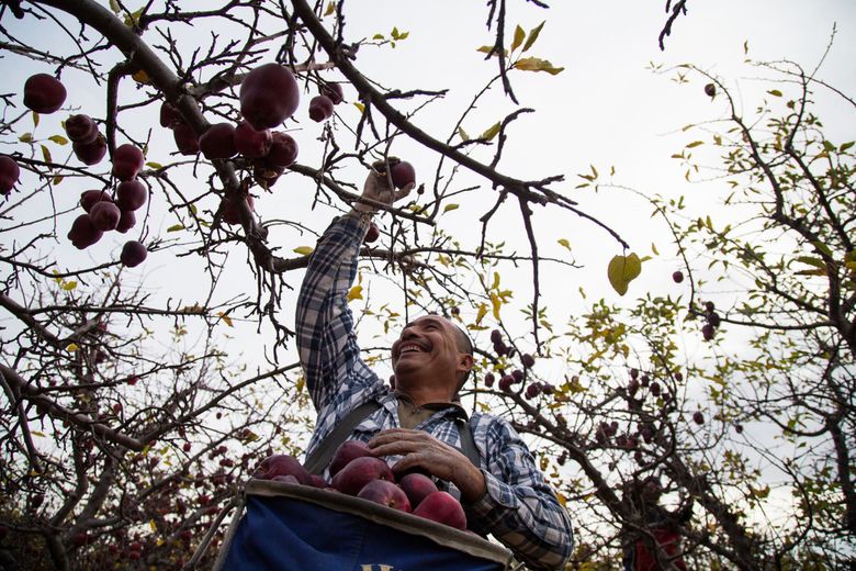 They Look Like Apples, Taste Delicious, and Will Kill You - Modern Farmer