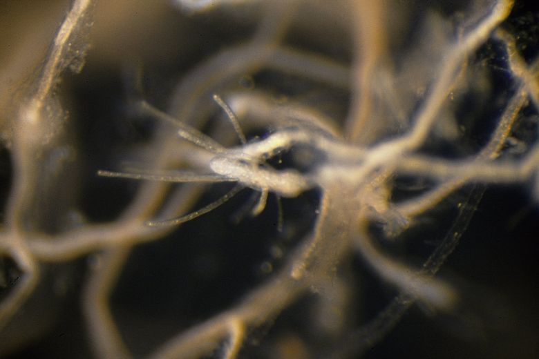 It Takes Guts: Jellyfish Float Through Louis Vuitton — THE BKDWN MAG