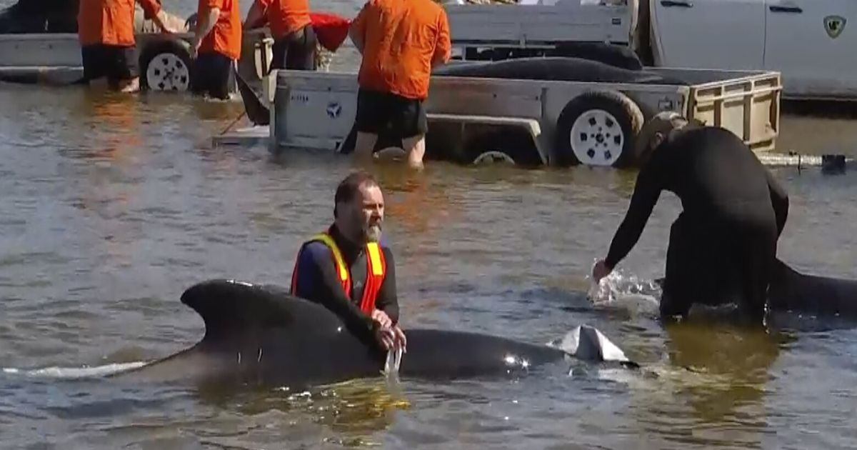 32 Pilot Whales Rescued Out Of 230 Stranded In Australia The Seattle Times