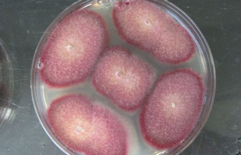 Monascus culture, showing the red color use for food dye.