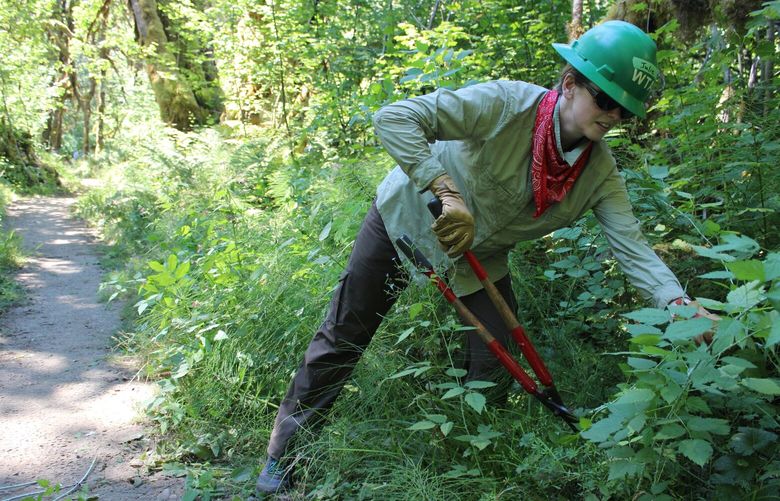 Seattle resident Julie Nicol trims back the brush that can grow over the trail along the Lower South Fork Skokomish River on the Olympic Peninsula.