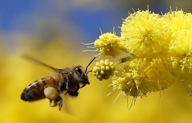 A honey bee approaches the blossom of an Acacia tree during sunny spring weather in London, Friday, March 19, 2021.(AP Photo/Frank Augstein)