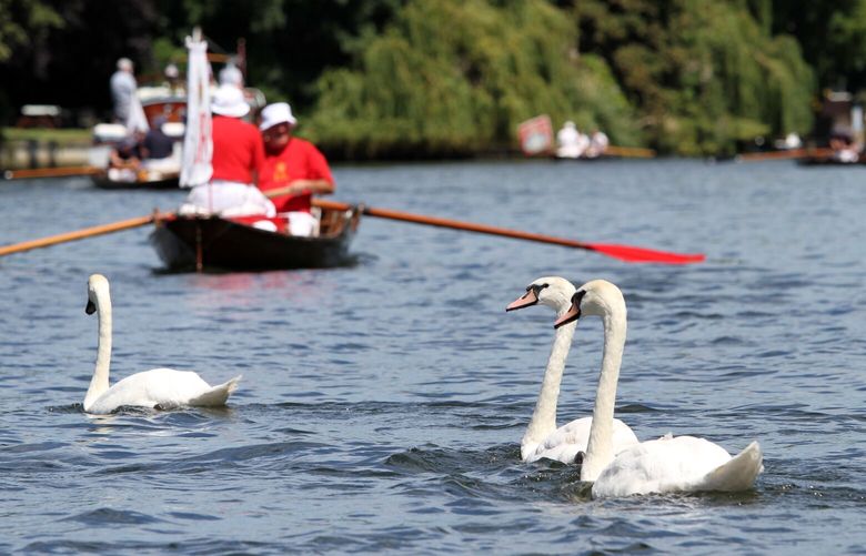 Britain’s Queen Elizabeth’s Swan Uppers look for cygnets while sailing down the River Thames, in Staines on Thames, England, Monday July 18, 2016, during the annual count of the Queen’s swans on the river Thames. The queen is the traditional owner of unmarked mute swans and royal tradition requires they be counted each year. (AP Photo/Leonora Beck)