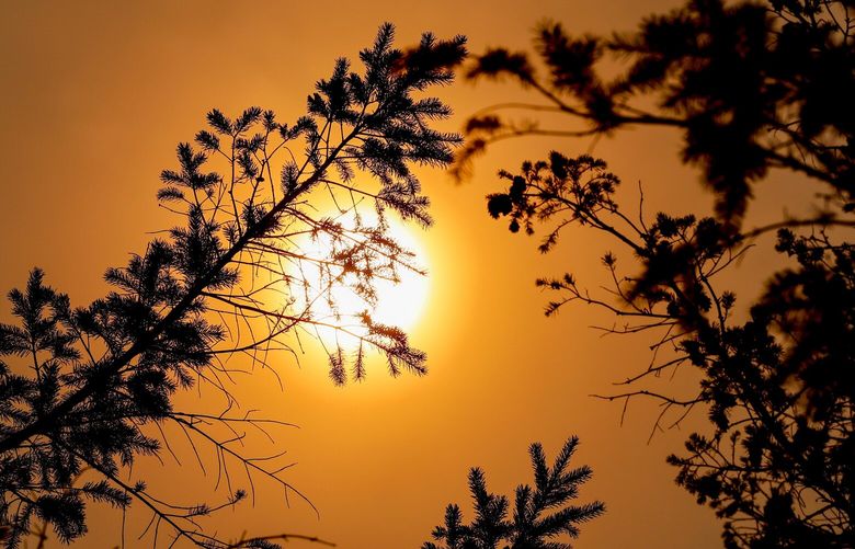 A red hot sun is seen through the boughs of a tree and a thick haze of wildfire smoke Sunday, Sept. 11, 2022, in Gold bar, Wash. 221557
